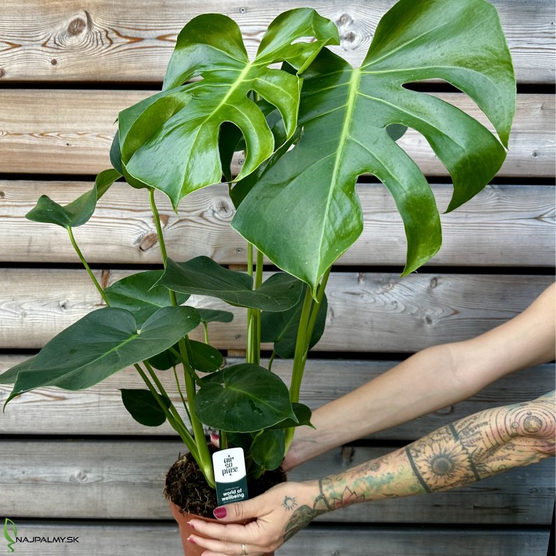 Monstera deliciosa (Monstera skvelá) - kont. C1,5L, výška 40-45 cm